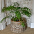 WICKER LINED ROUND INDOOR PLANT BASKETS SET OF 3