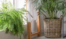 Indoor Plant Pots